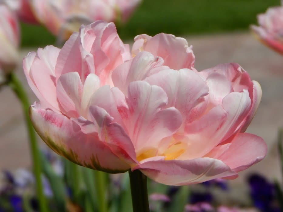 How To Grow Tulips - Tulipa 'Angelique'