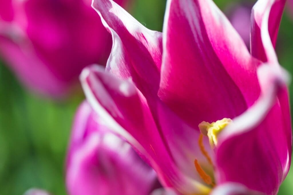 Tulipa 'Ballade'