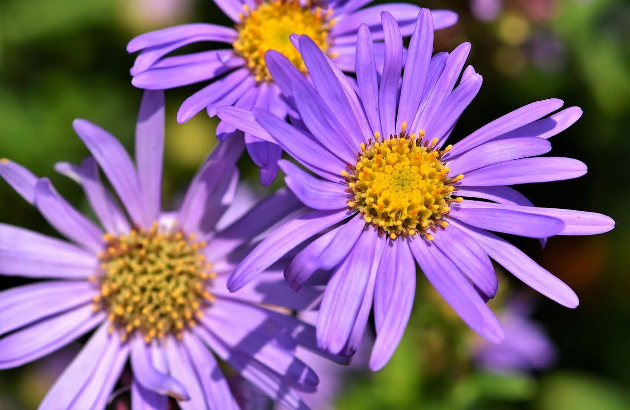 aster - bees and butterflies