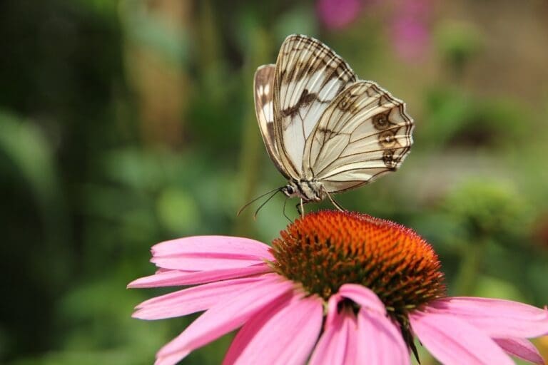 butterfly, echinacea, medicinal plant-3943163.jpg