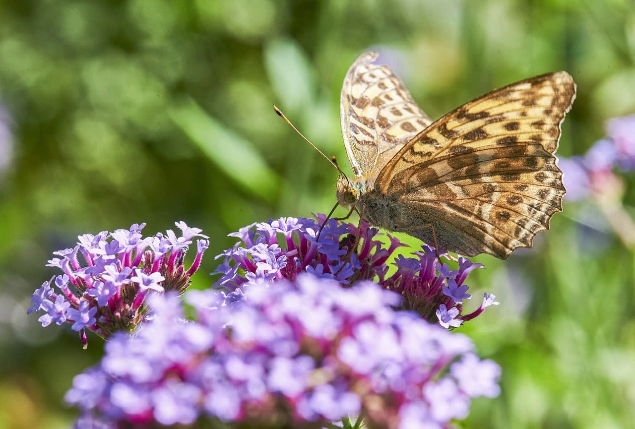 Plants for Bees and Butterflies