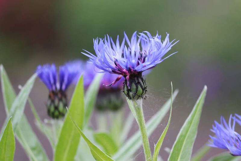 cornflower - Plants for Bees and Butterflies