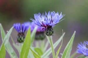 cornflower - Plants for Bees and Butterflies