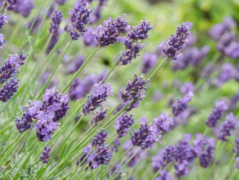 flower, lavender, violet-3485500.jpg