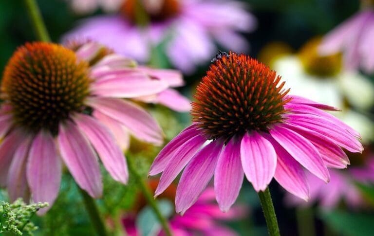 echinacea - Plants for Bees and Butterflies