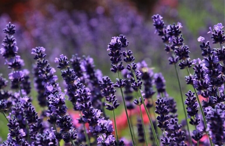 lavender - Plants for Bees and Butterflies