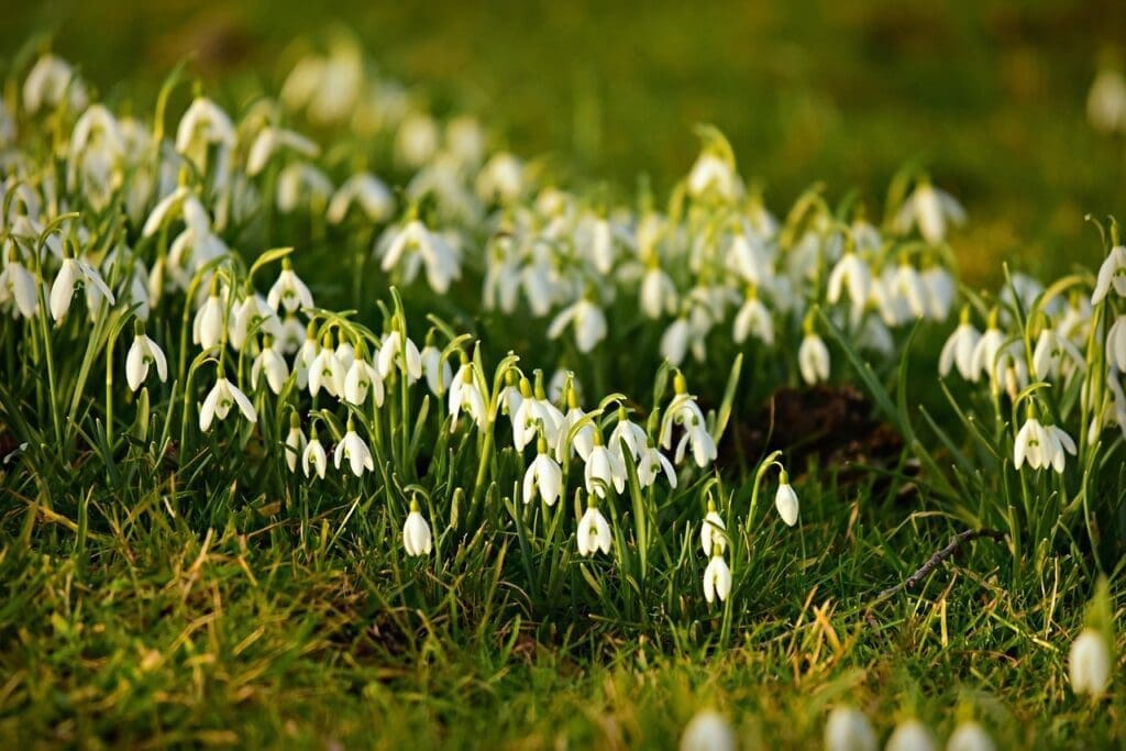 snowdrops Spring Bulbs