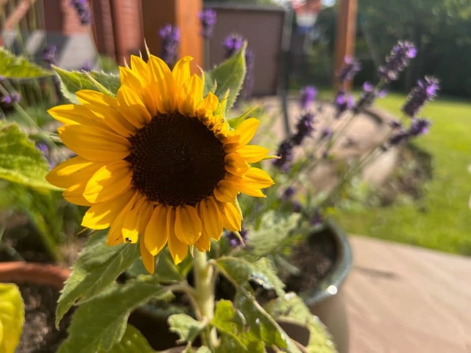 sunflowers growing guide
