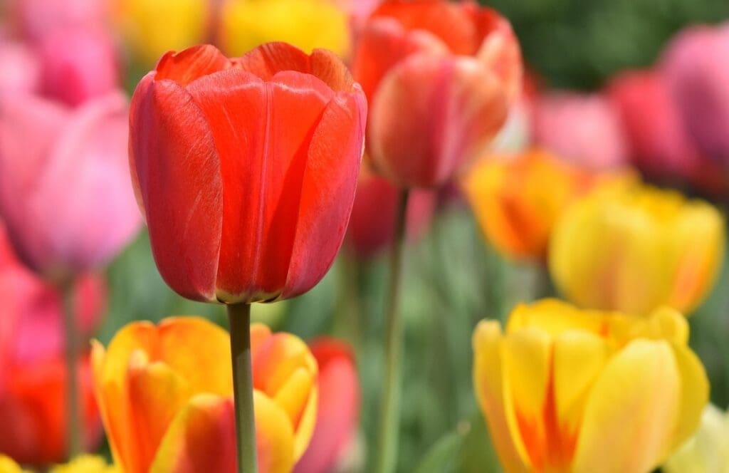 tulips, flowers, blossom-4322635.jpg