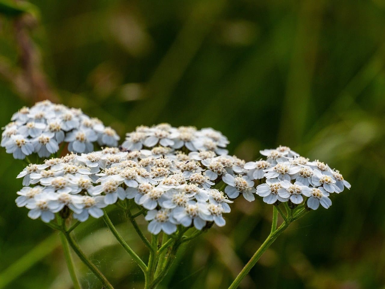 yarrow - bees and butterflies