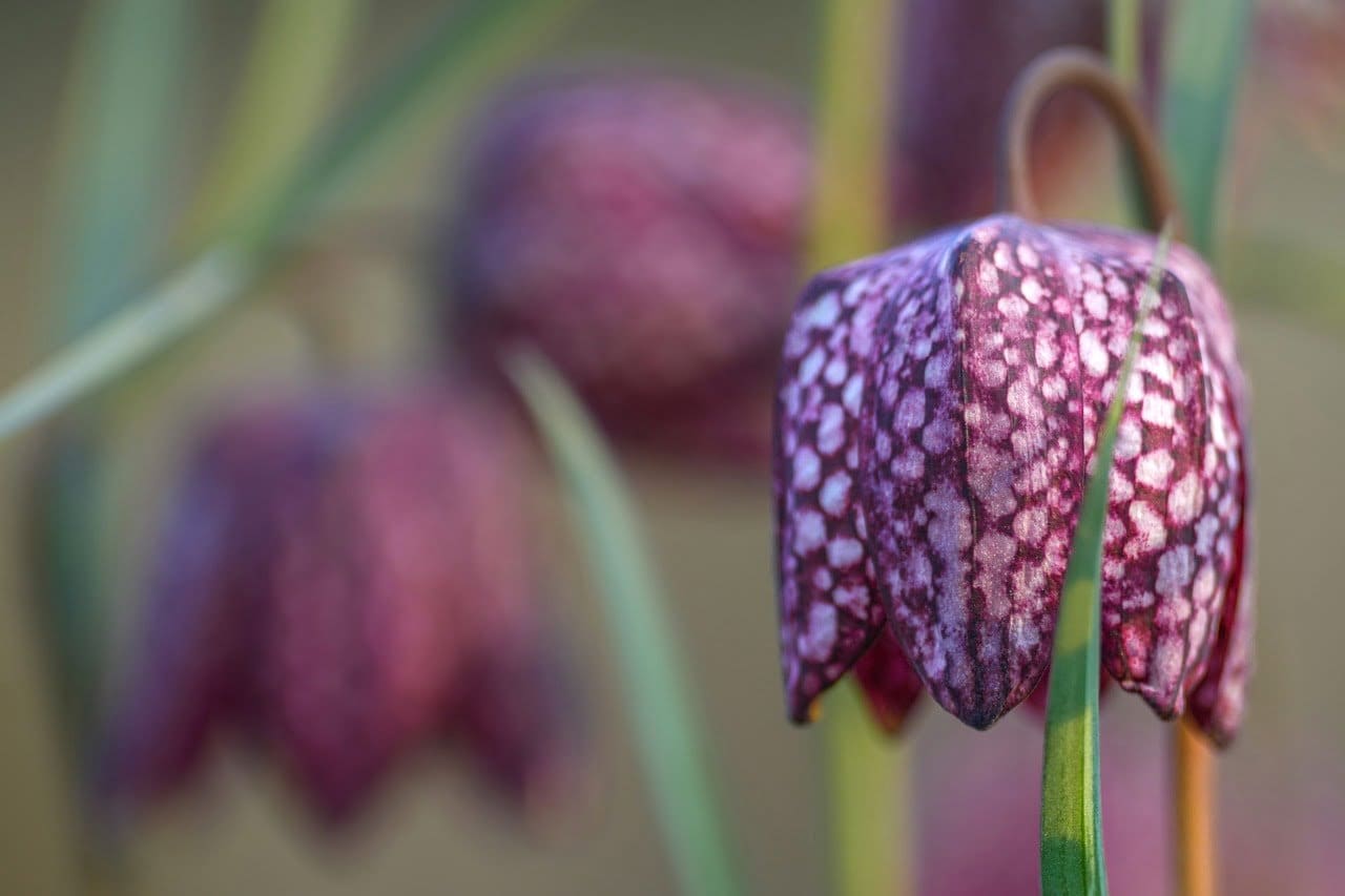 chequered, chess flower, flower-7087987.jpg