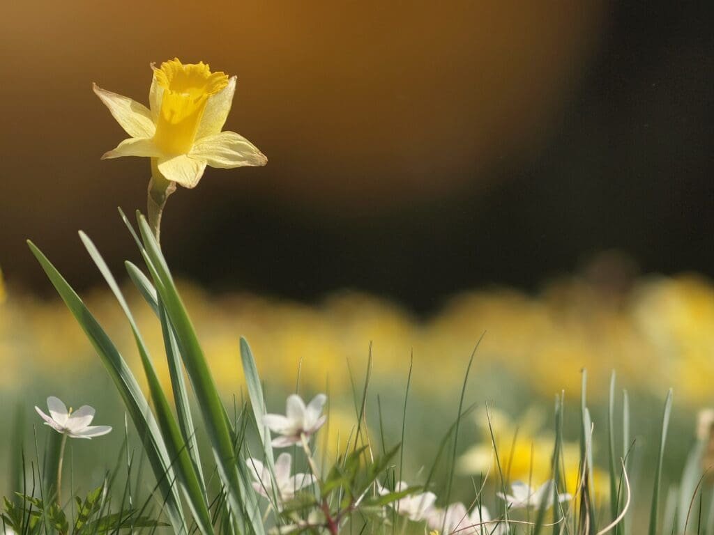 daffodil, spring, yellow-2173255.jpg