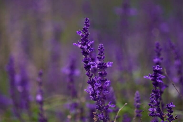 Salvia - Plants for Bees and Butterflies