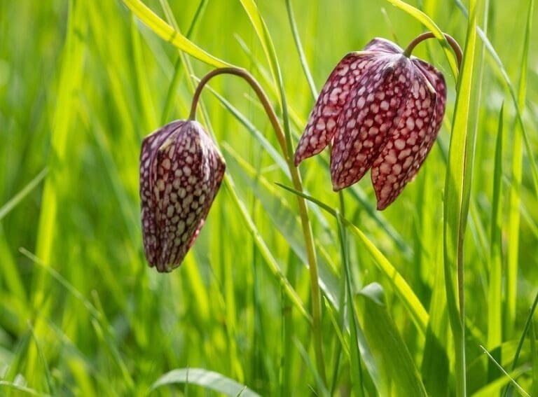 snakes head fritilary spring bulbs