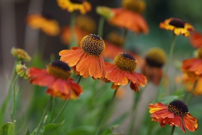 heleniums, orange flowers, garden-6489441.jpg