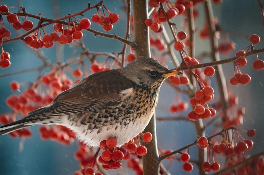 attract birds to your garden