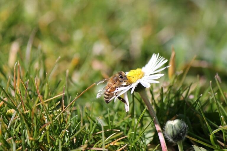 bee, flower, lawn-113188.jpg