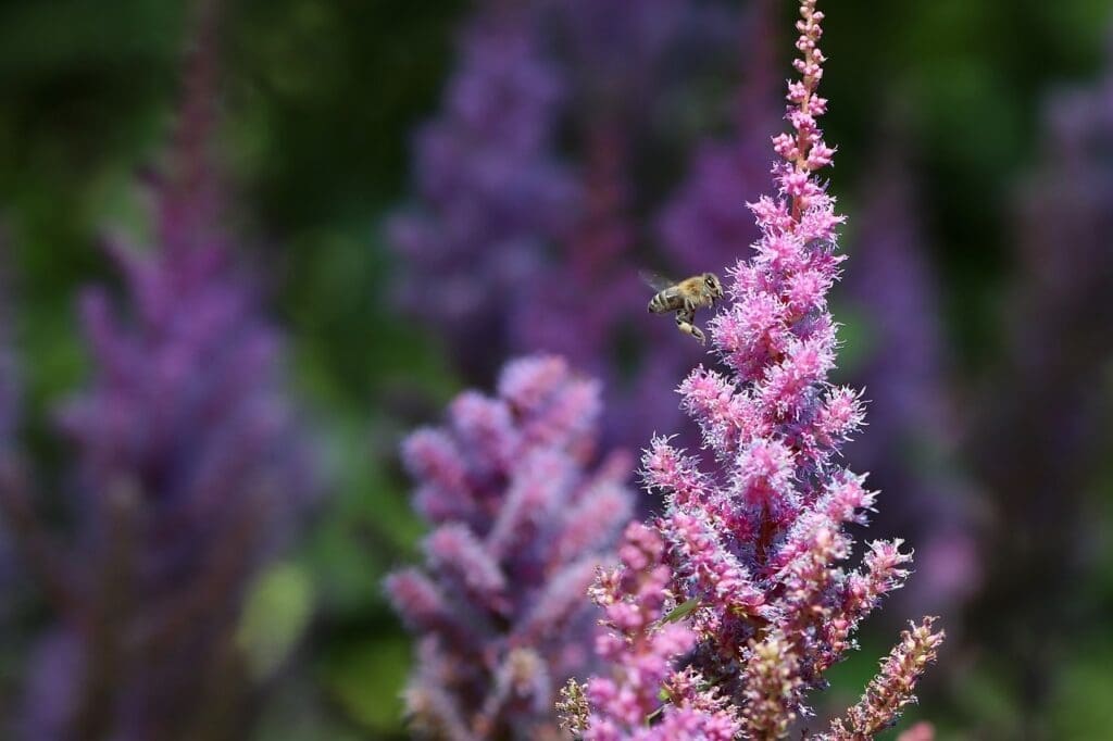 how to grow astilbe
