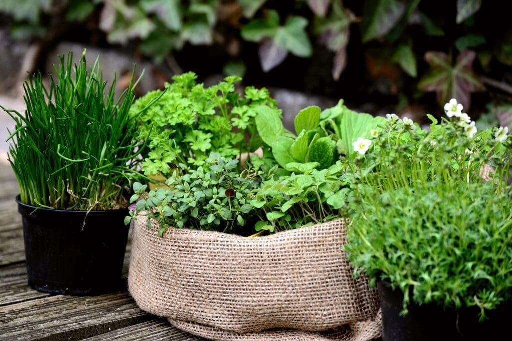 Herbs - Best Plants to Grow with Children