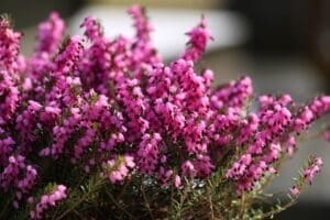 heather red, flowering, plant-3366589.jpg