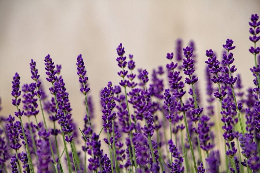 lavenders, flower, lavender field-6382337.jpg