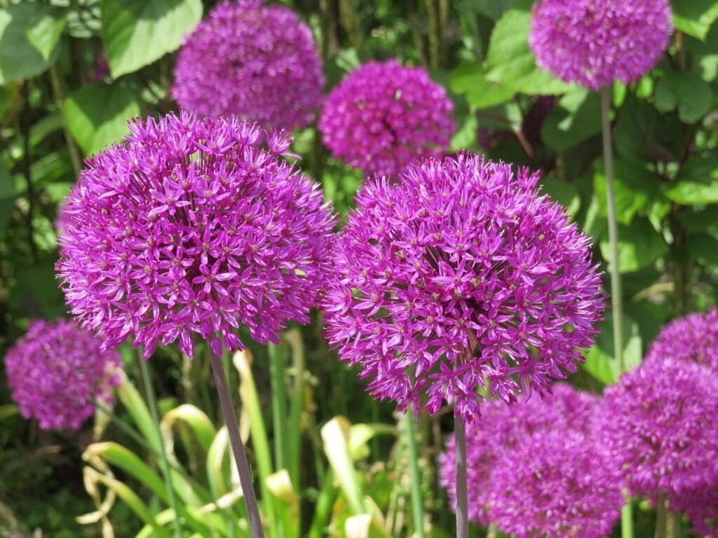 purple Spring Bulbs