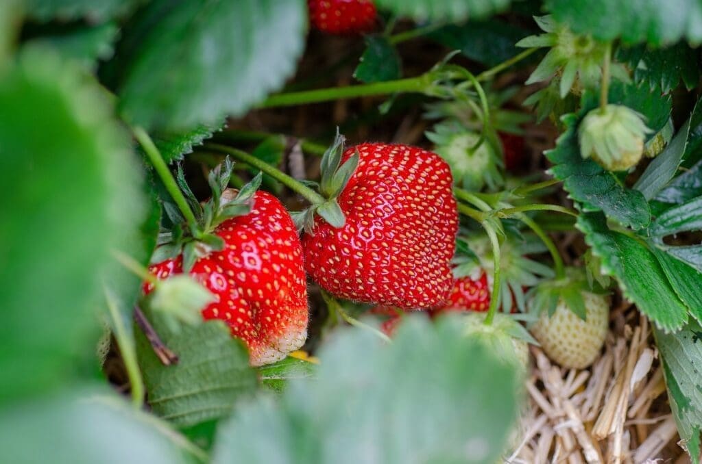 strawberries - Best Plants to Grow with Children