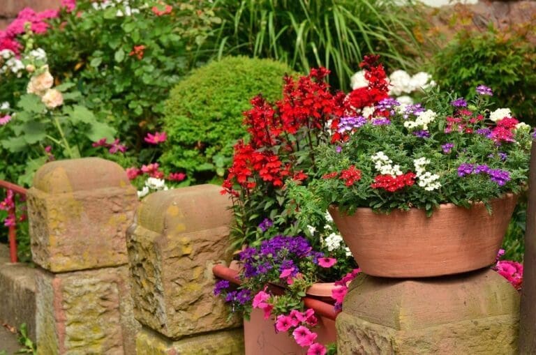 summer flowers, balcony plants, plant pot-1551822.jpg