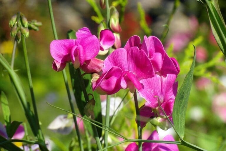 sweet peas, pink, ornamental plants-4551745.jpg
