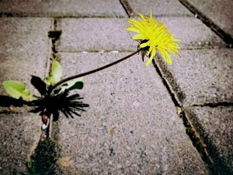 dandelion, weed, flower-729693.jpg