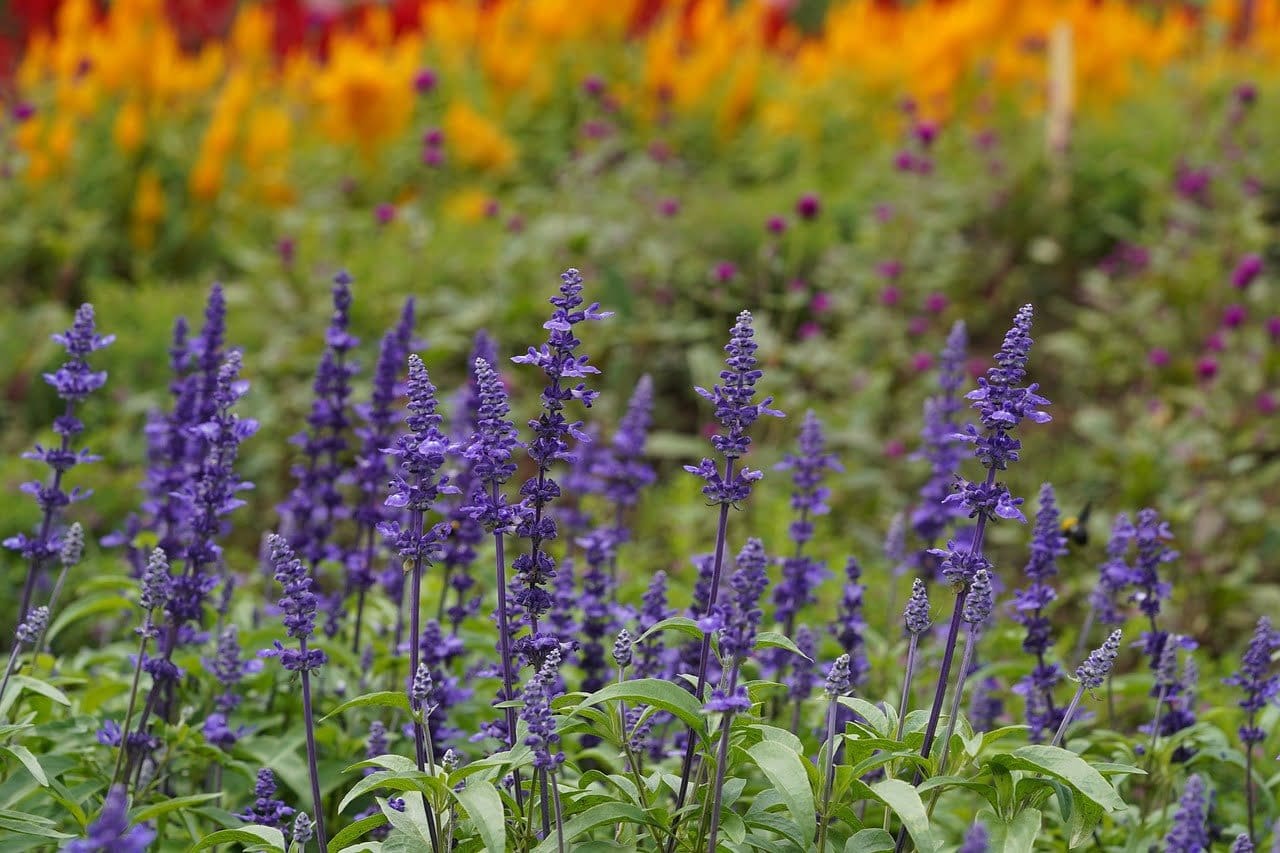 salvia, sage, purple flowers-6559554.jpg