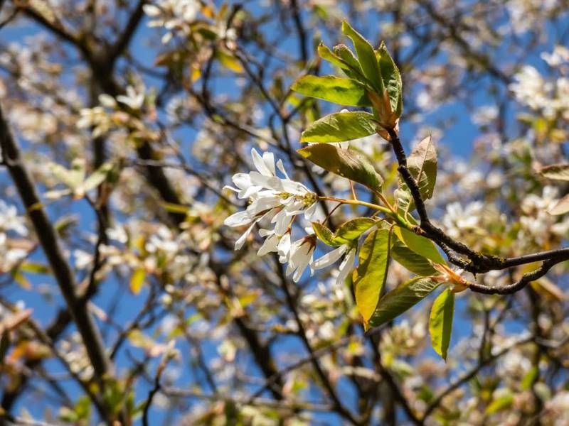 Amelanchier: A Perfect Tree for Your Small UK Garden.