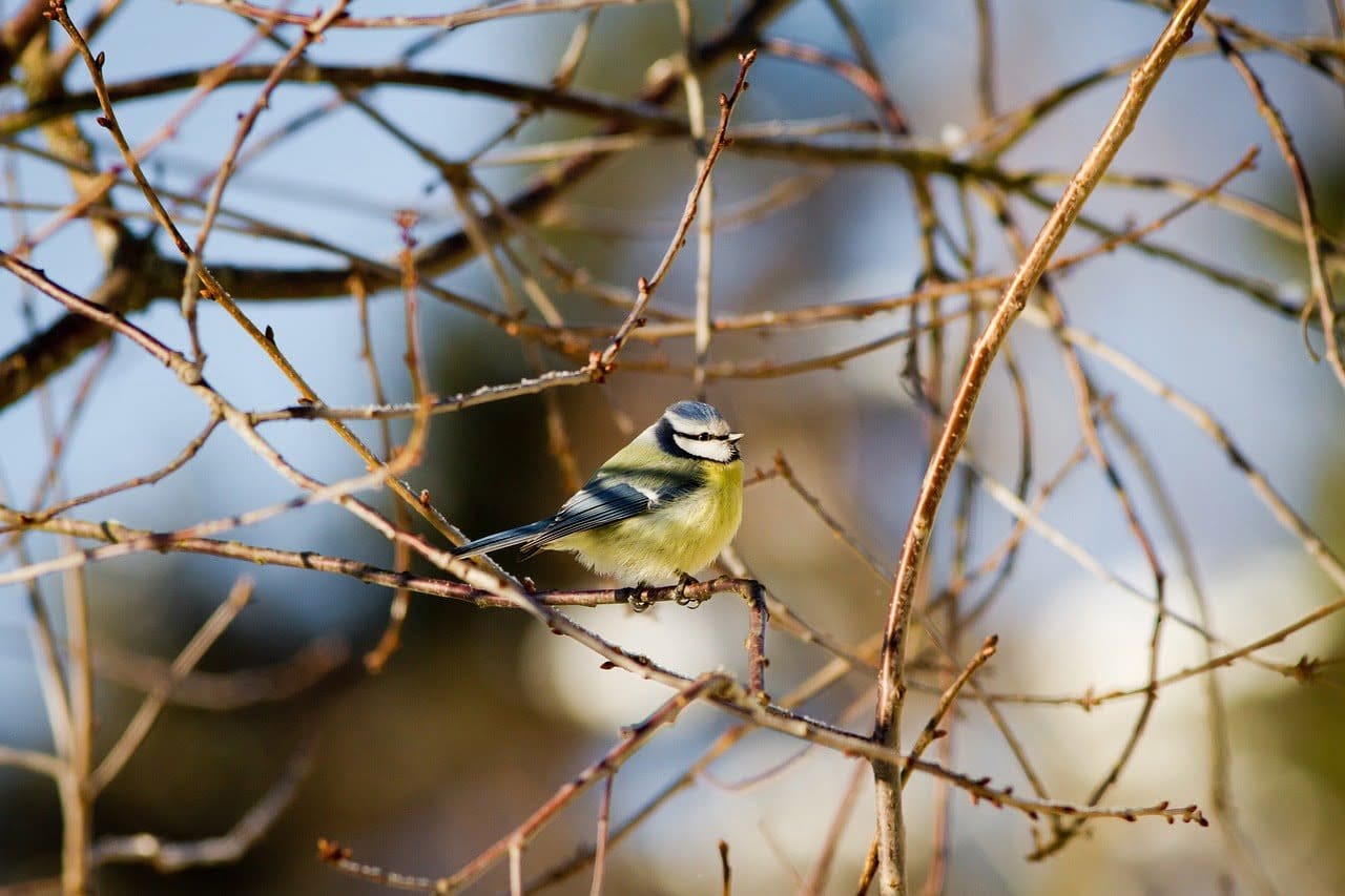 bird, blue tit, branches-6024257.jpg