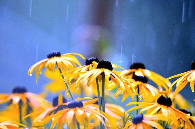 blossoms, rainy weather, flower-2611590.jpg