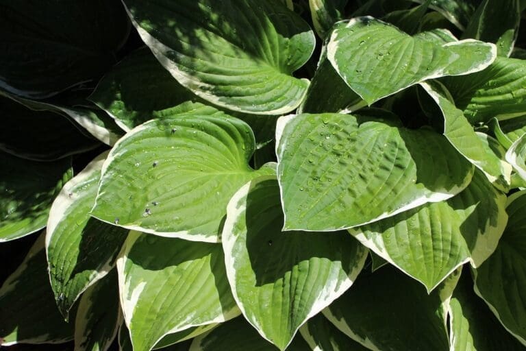 hosta, green leaves, foliage-7347806.jpg