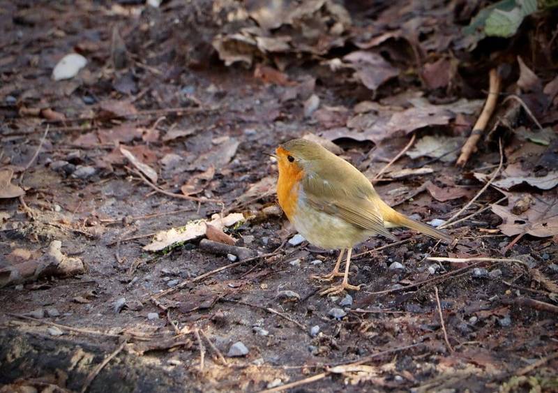 robin, songbird, little bird-7738662.jpg