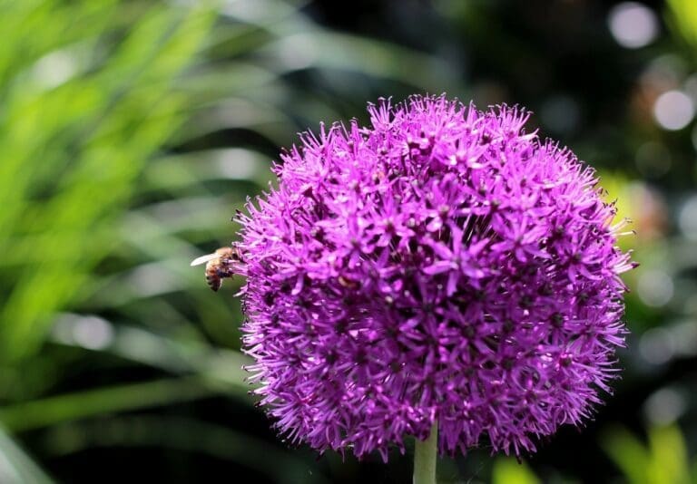 allium purple sensation, flower wallpaper, beautiful flowers-4214655.jpg