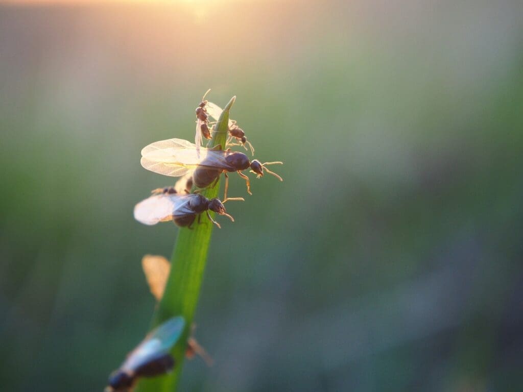 ant, flying ant, ants-2652868.jpg
