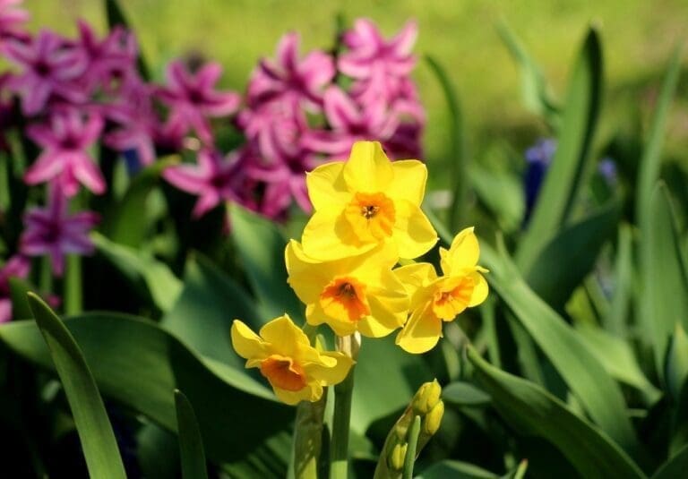 daffodil, daffodils, spring flowers-4108101.jpg