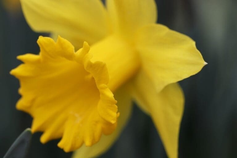 daffodil, easter bell, calyx-4895641.jpg