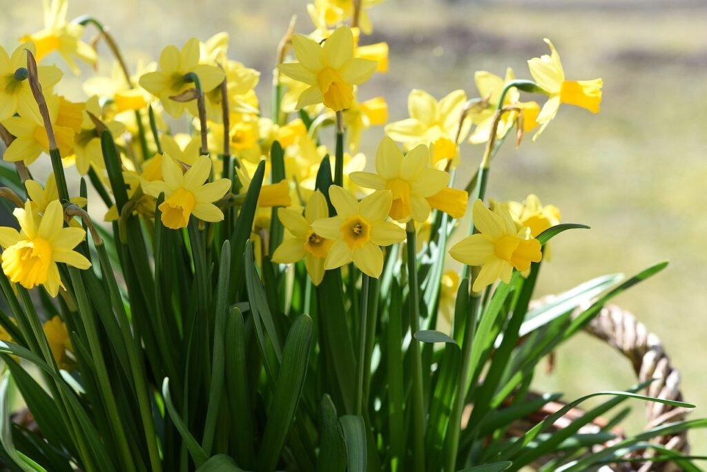 Best Plants for March - Daffodils