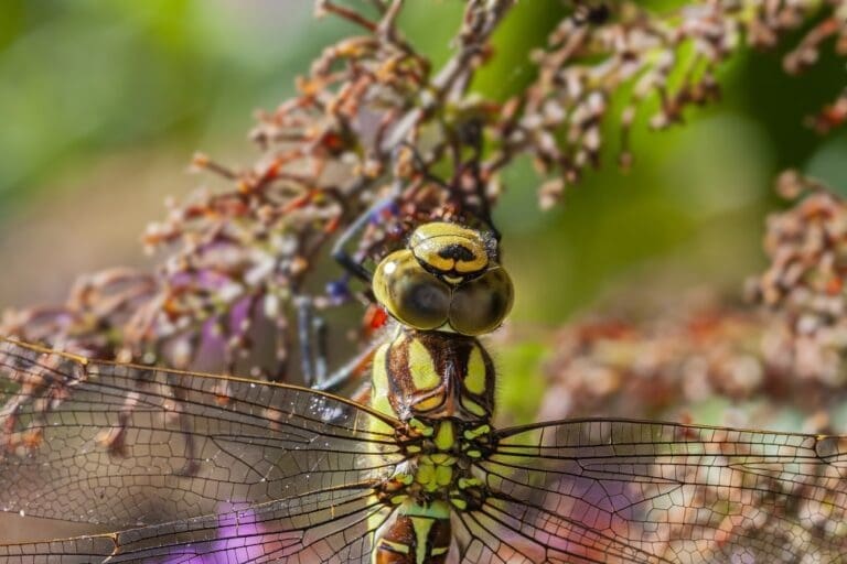 how to attract dragonflies