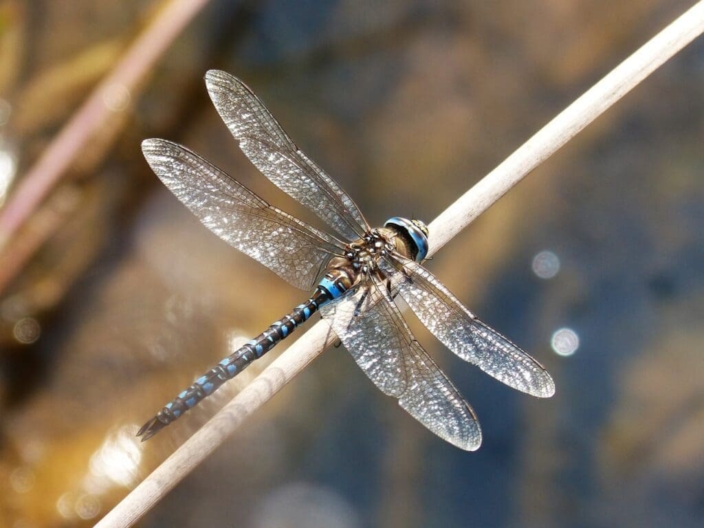 dragonfly, blue dragonfly, anax imperator-1791319.jpg