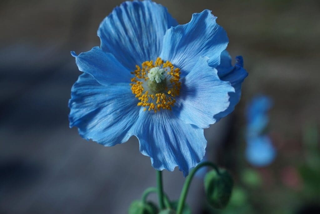 How to Grow Poppies - Himalayan Blue Poppy