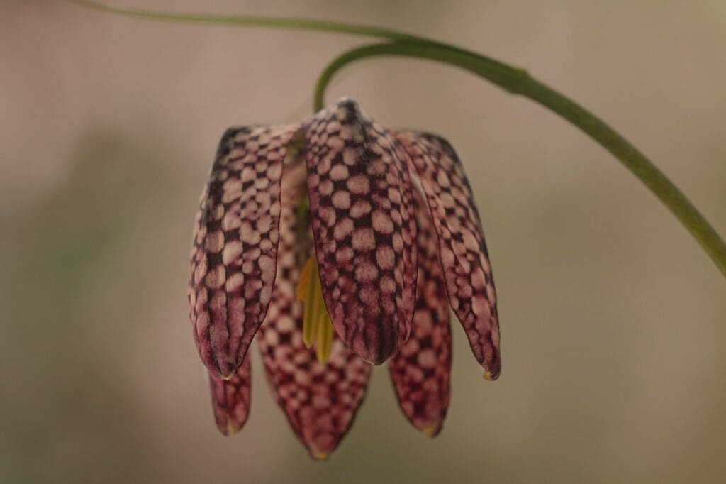 fritillaria meleagris, nature, spring-7074543.jpg