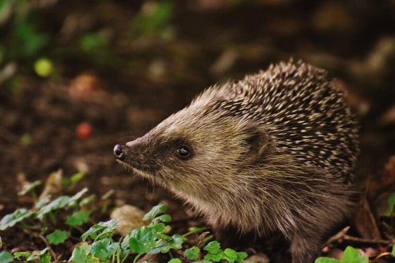 hedgehog child, young hedgehog, hedgehog-1696328.jpg