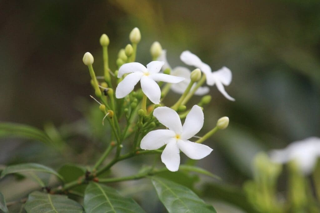 The Best Climbing Plants to Grow over your Pergola - Jasmine