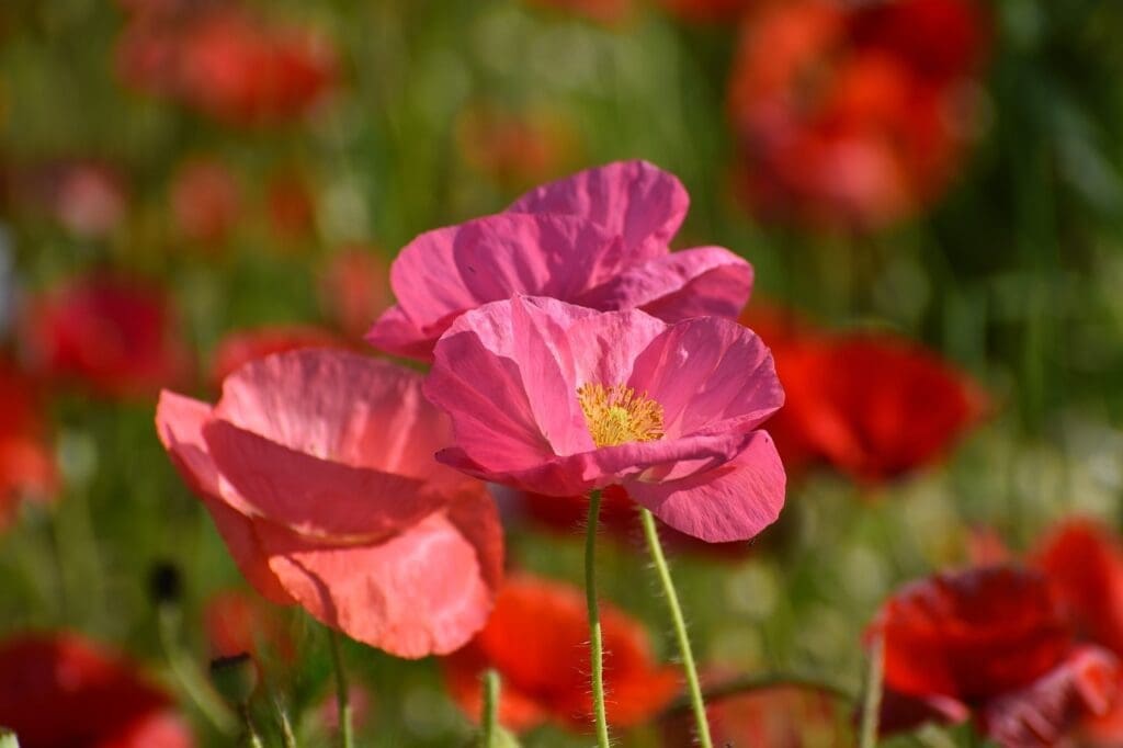 poppies, flowers, pink flowers-6355042.jpg