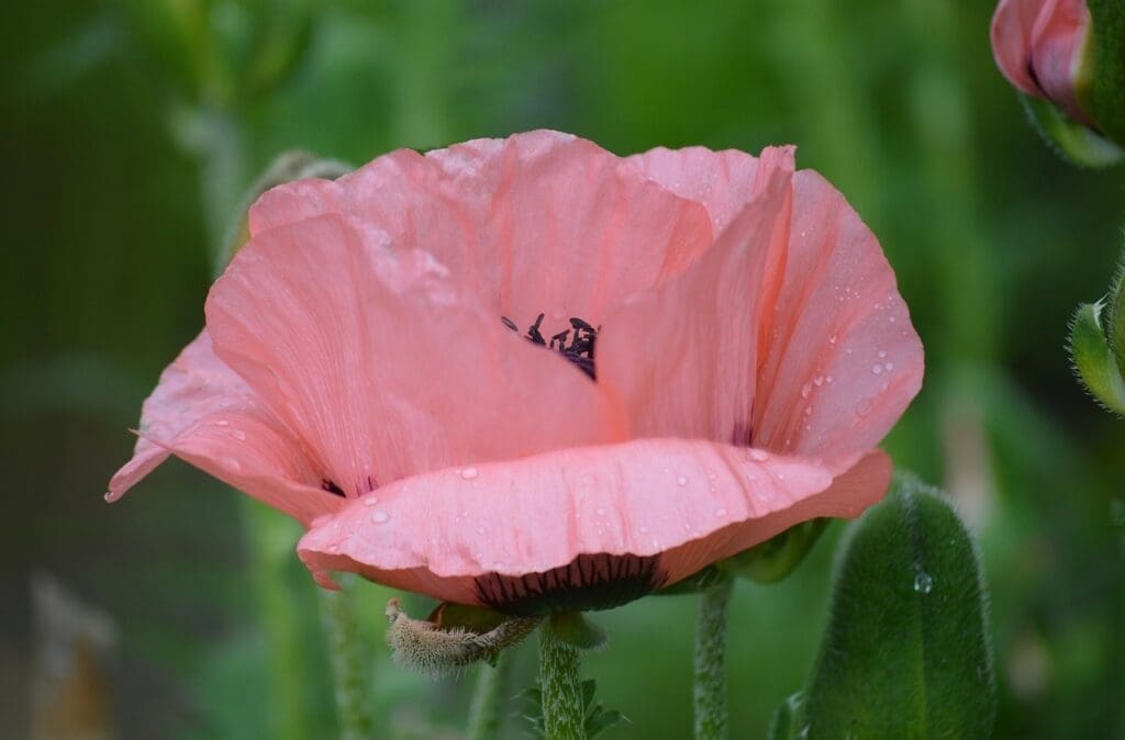 How to grow poppies - Shirley Poppy