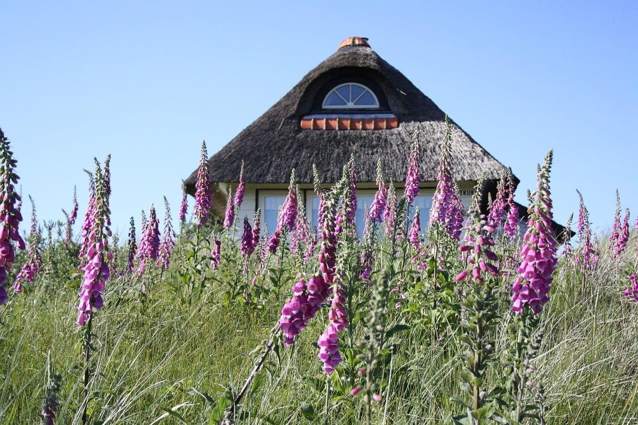 summer house, foxglove, dunes-189180.jpg